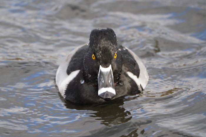 Ring-necked Duck