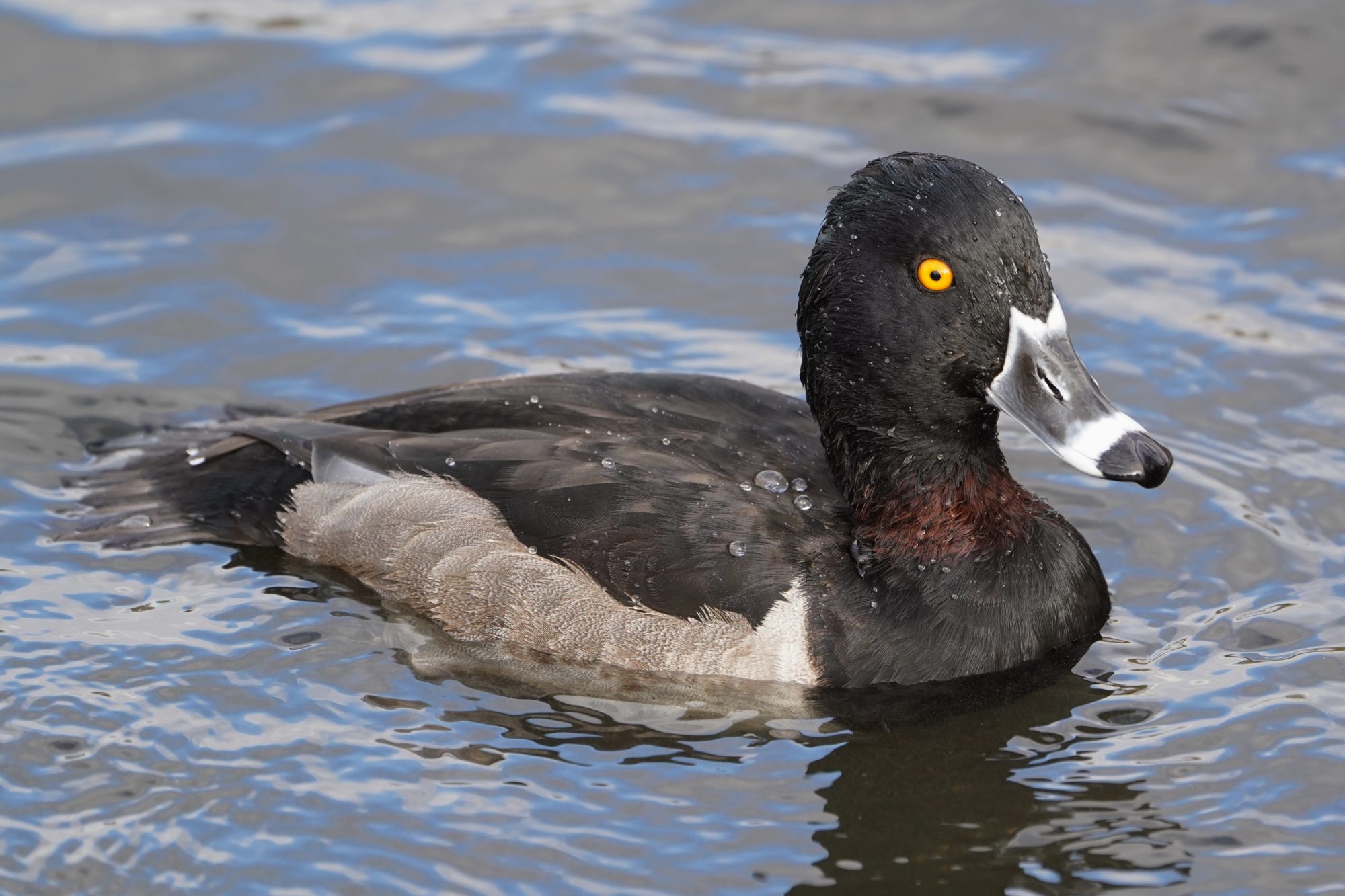 Ring-necked Duck