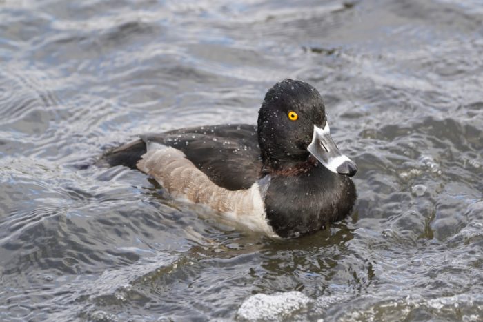 Ring-necked Duck