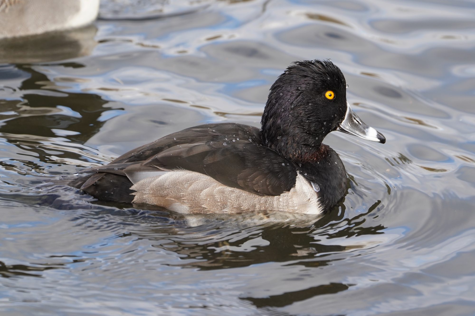 Ring-necked Duck