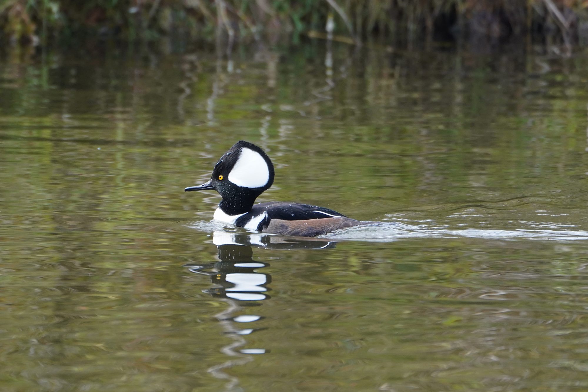 Hooded Merganser