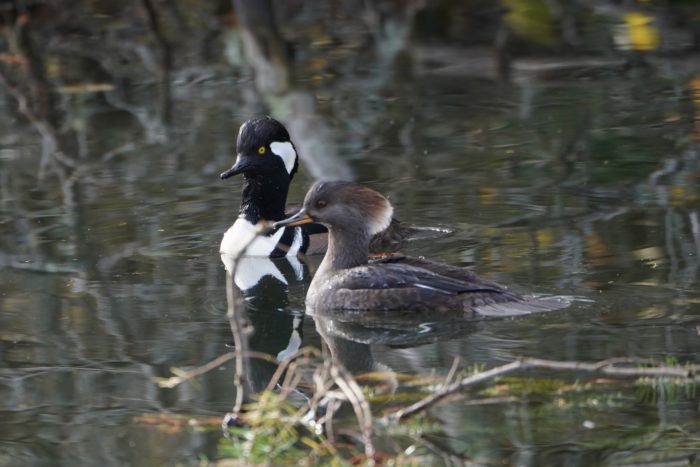 Hooded Mergansers