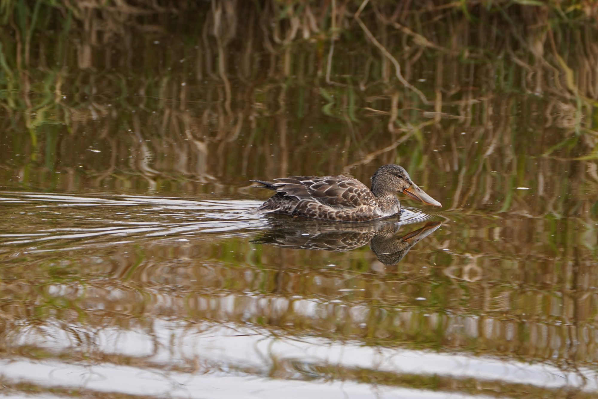 Northern Shoveler