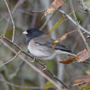 Dark-eyed Junco