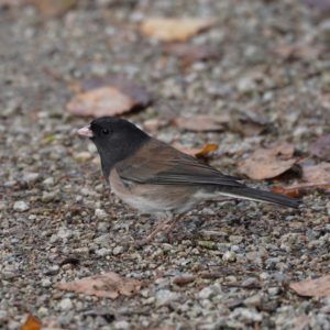 Dark-eyed Junco