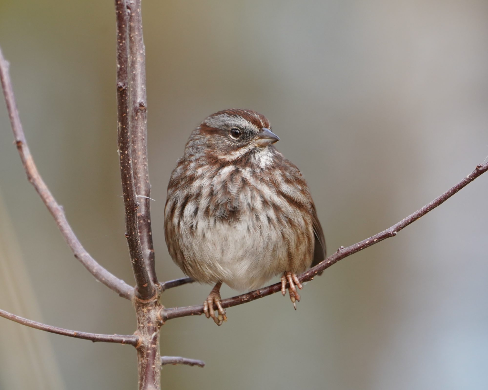 Song Sparrow