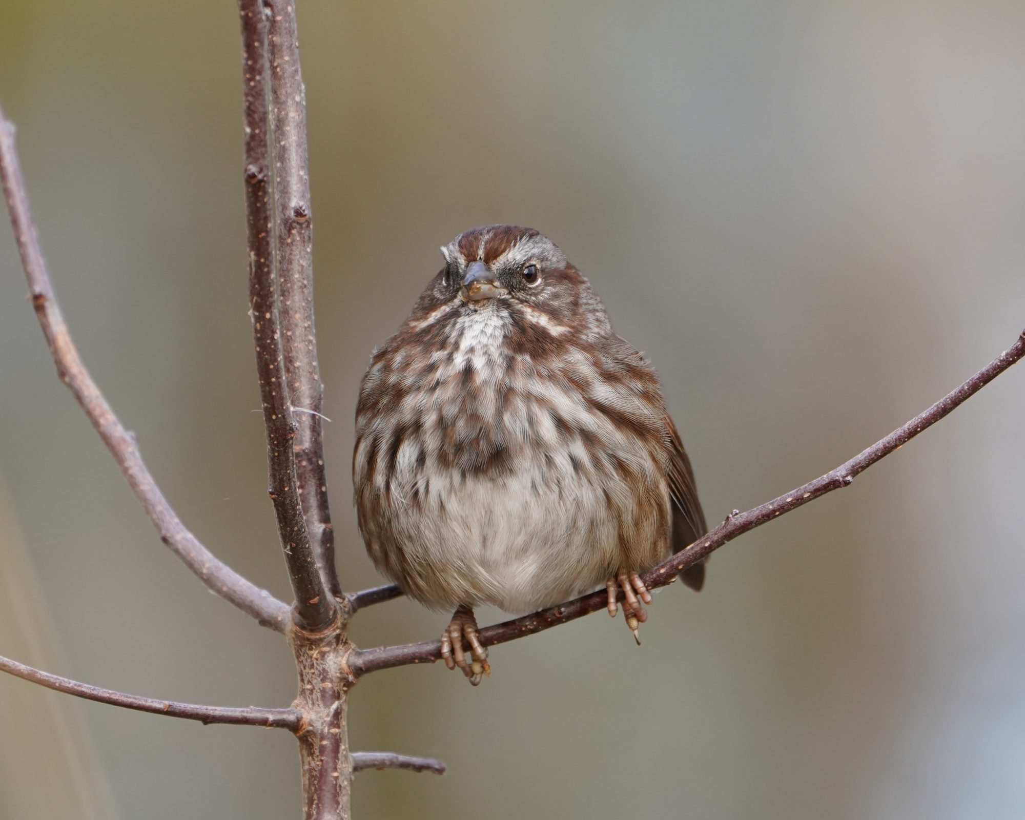 Song Sparrow