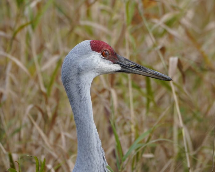 Sandhill Crane