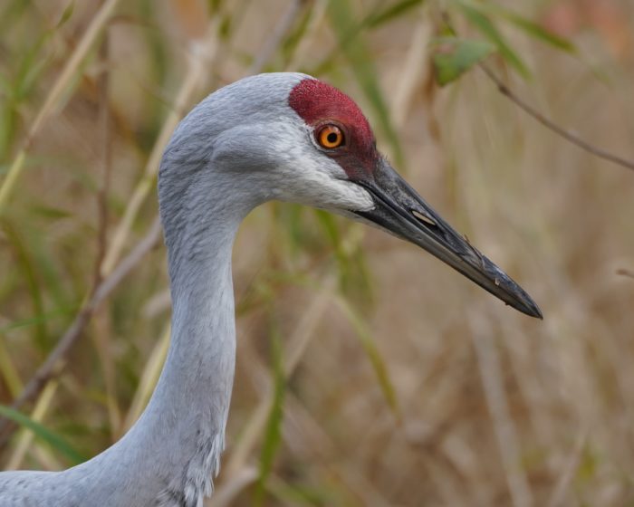 Sandhill Crane