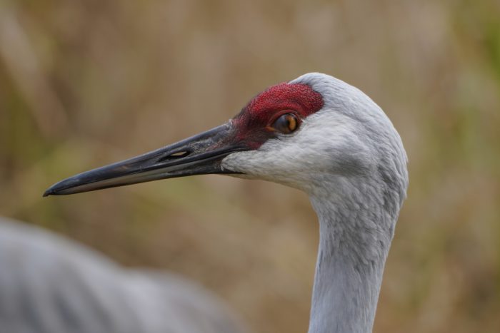 Sandhill Crane