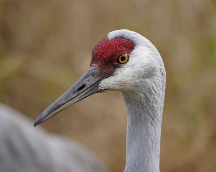 Sandhill Crane