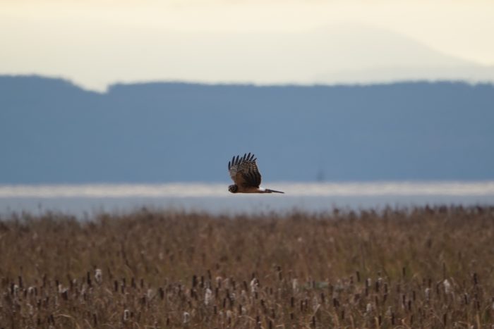 Northern Harrier