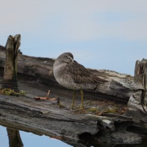 Long-billed Dowitcher
