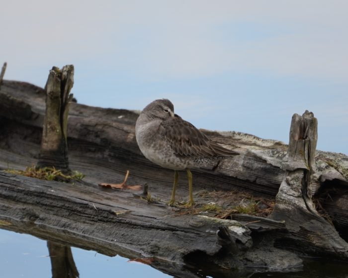 Long-billed Dowitcher