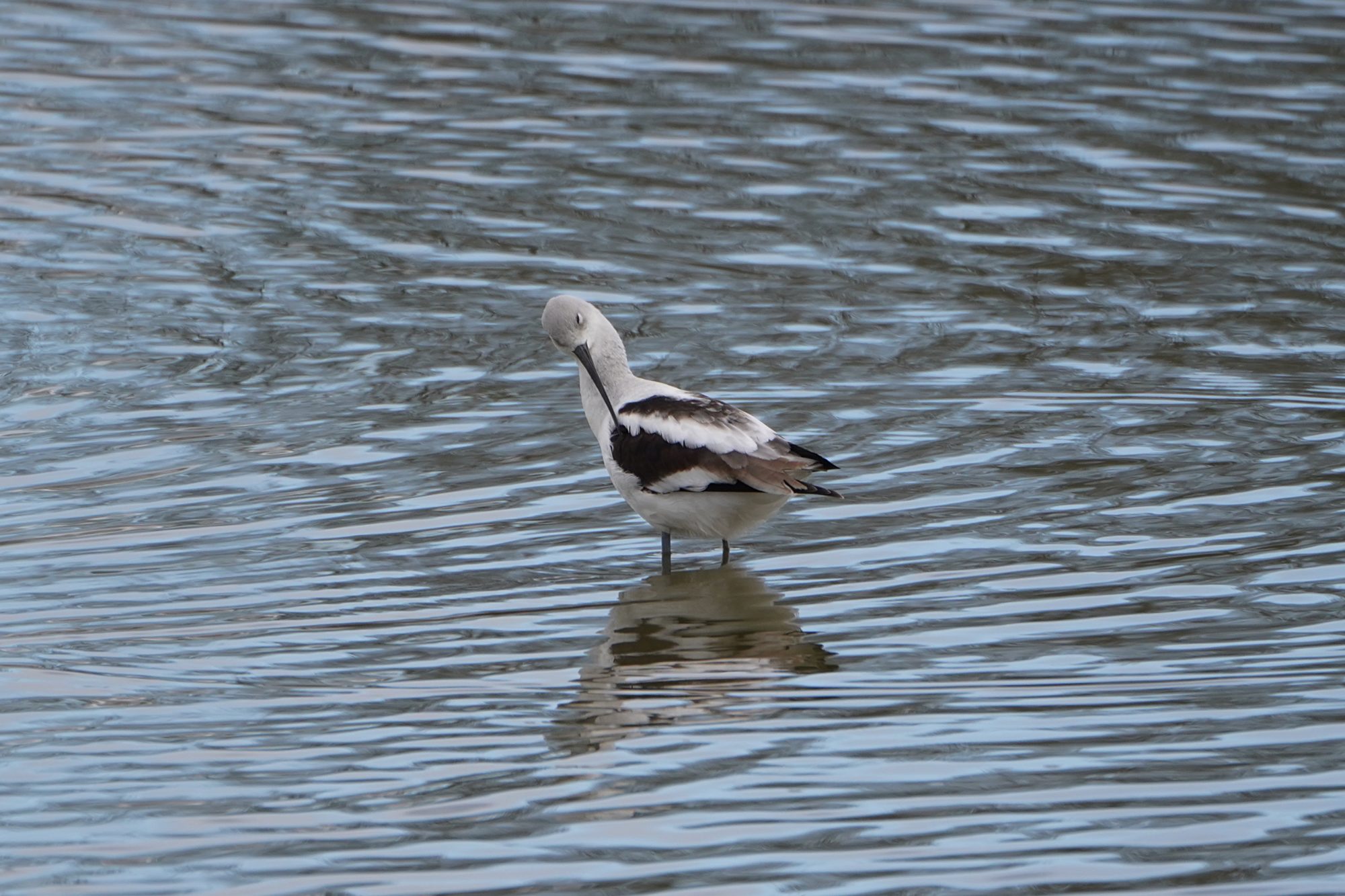 American Avocet