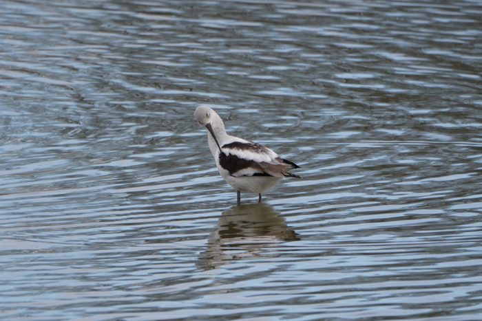 American Avocet