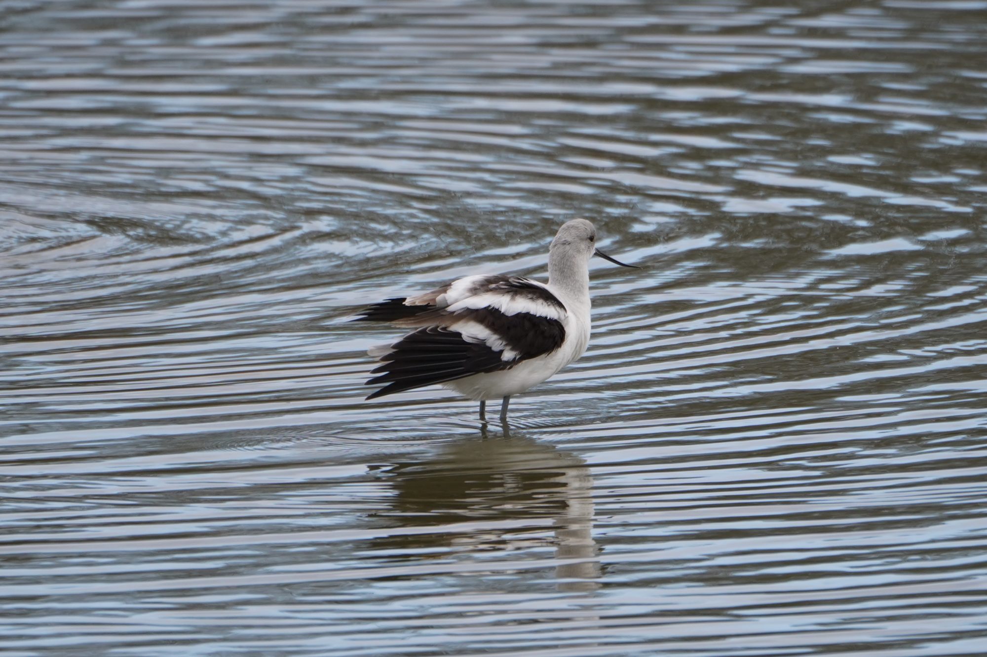 American Avocet