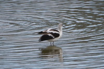 American Avocet