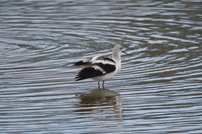 American Avocet