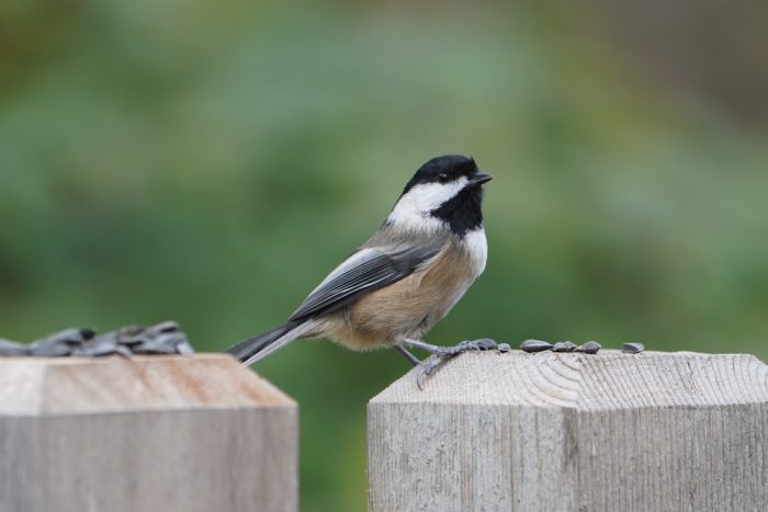 Black-capped Chickadee