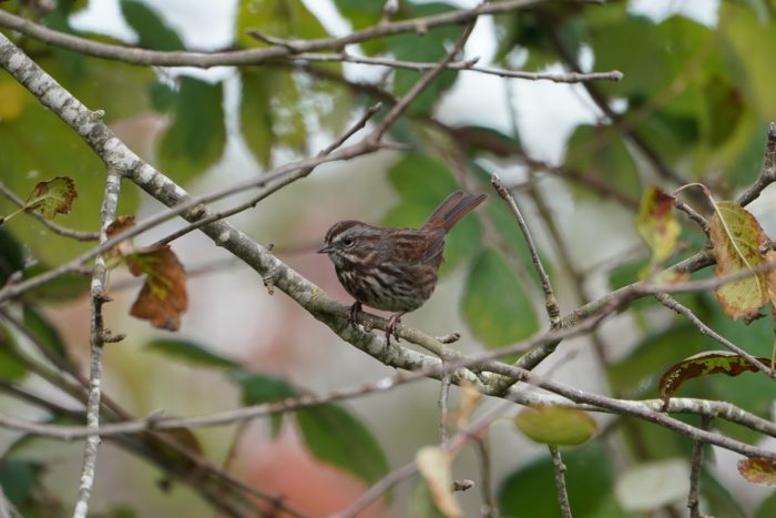 Song Sparrow