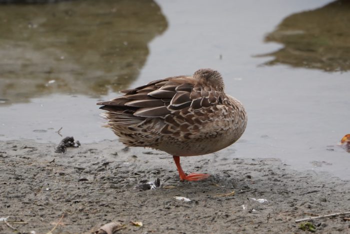 Northern Shoveler