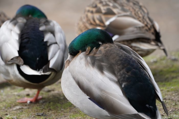 Mallard Duck