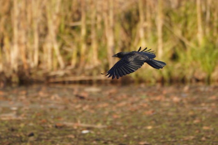 Crow in flight