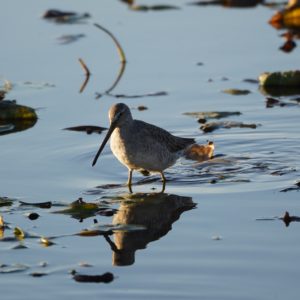 Long-billed Dowitcher