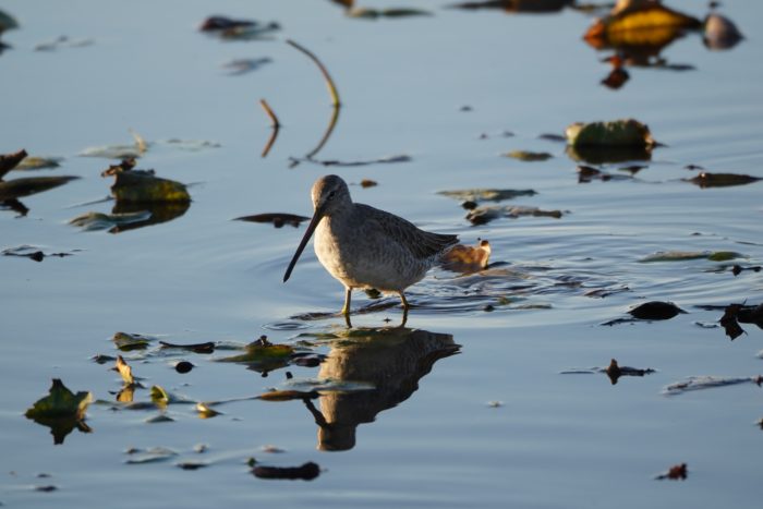 Long-billed Dowitcher