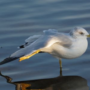 Stretching seagull