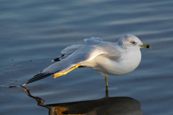 Stretching seagull