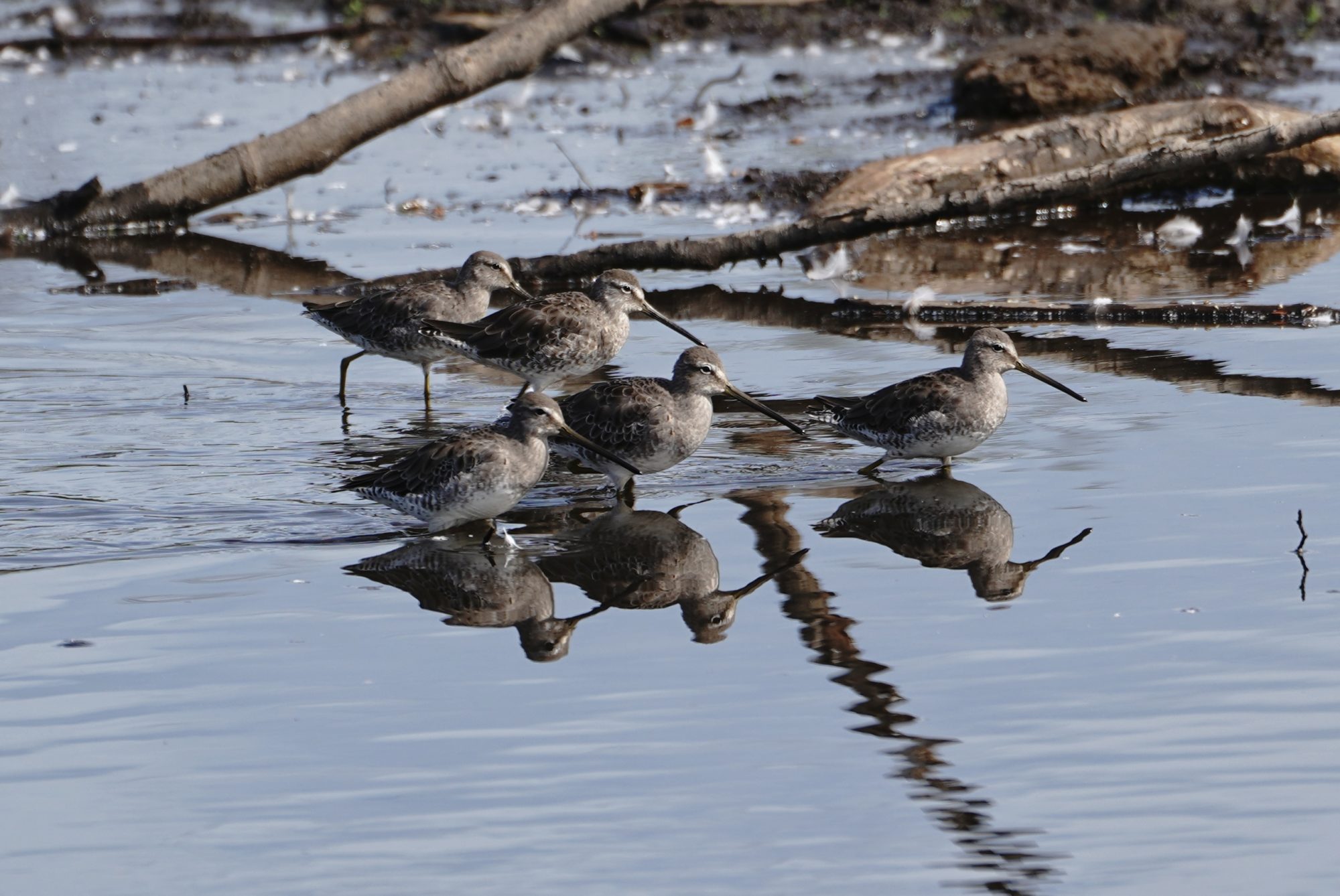 Long-billed Dowitchers