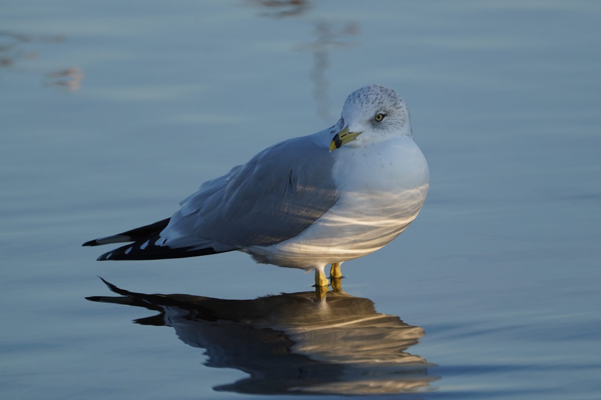 Ring-billed Gull