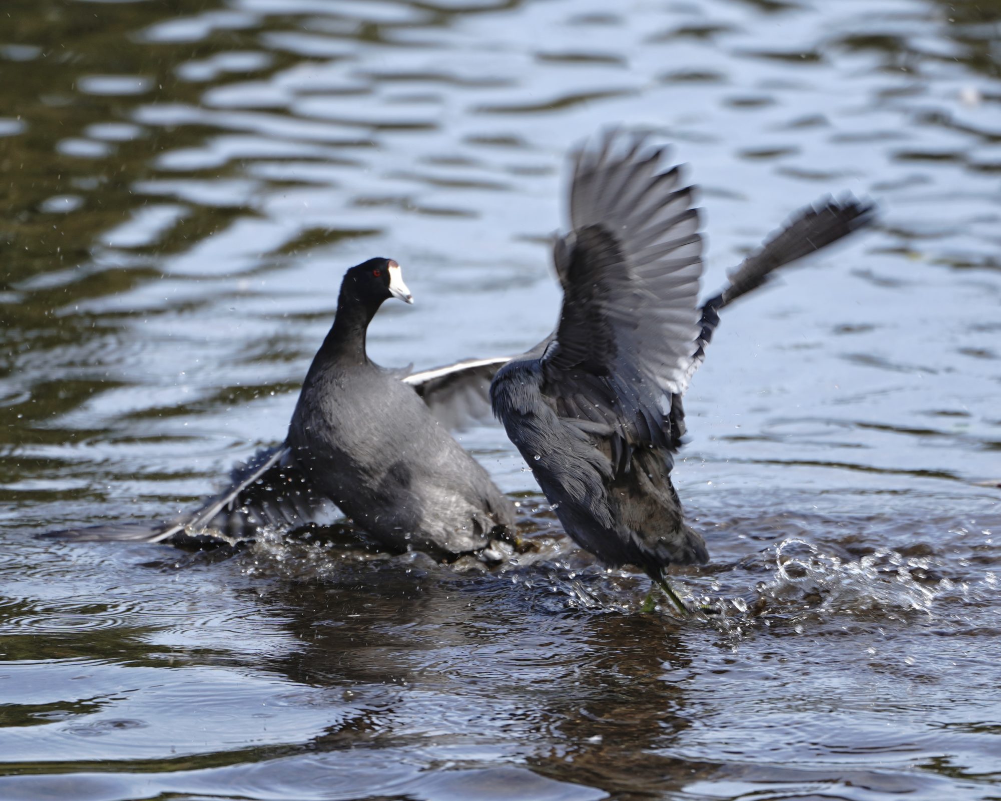 American Coots fighting