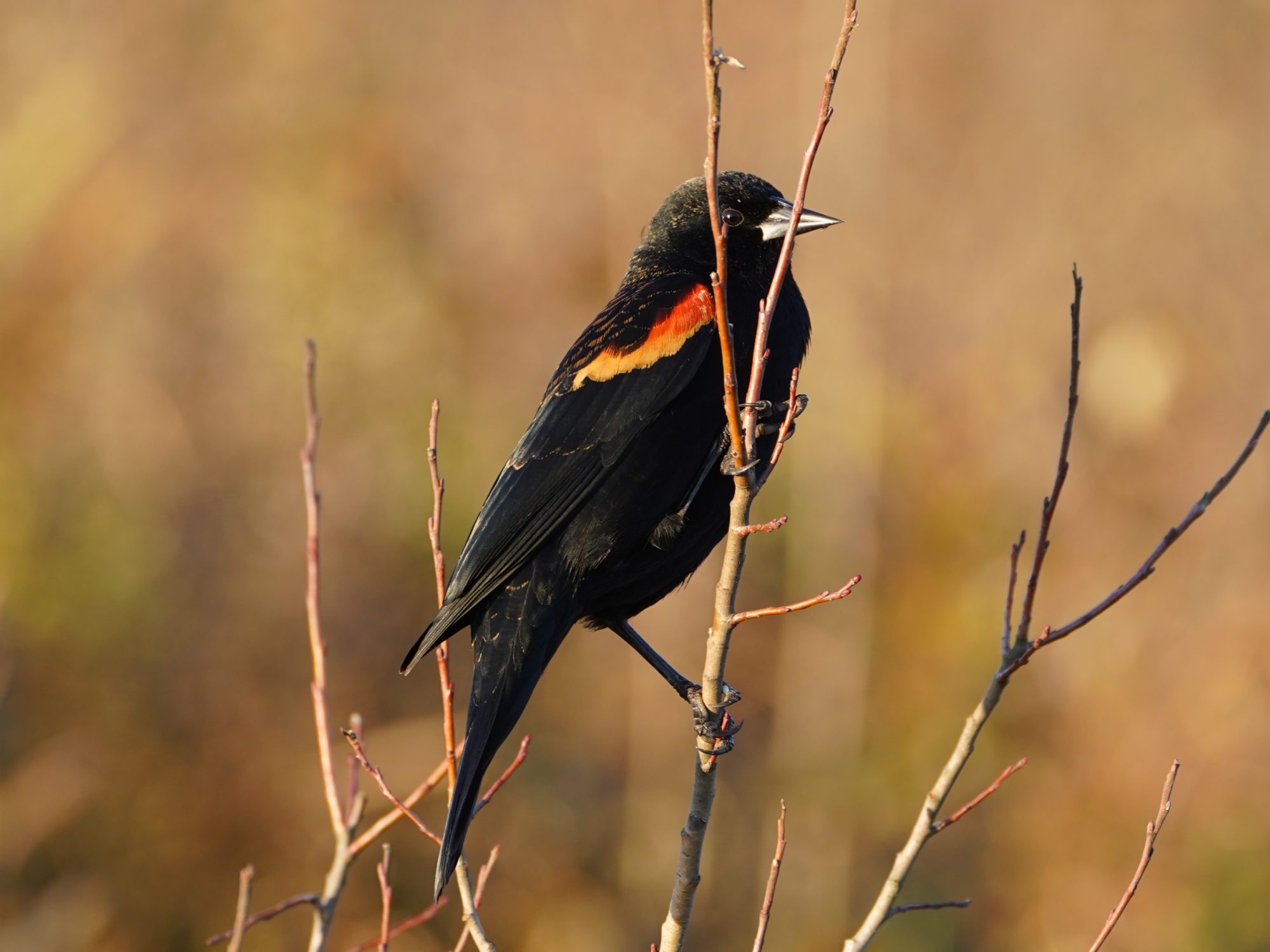 Red-winged Blackbird