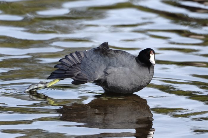 American Coot