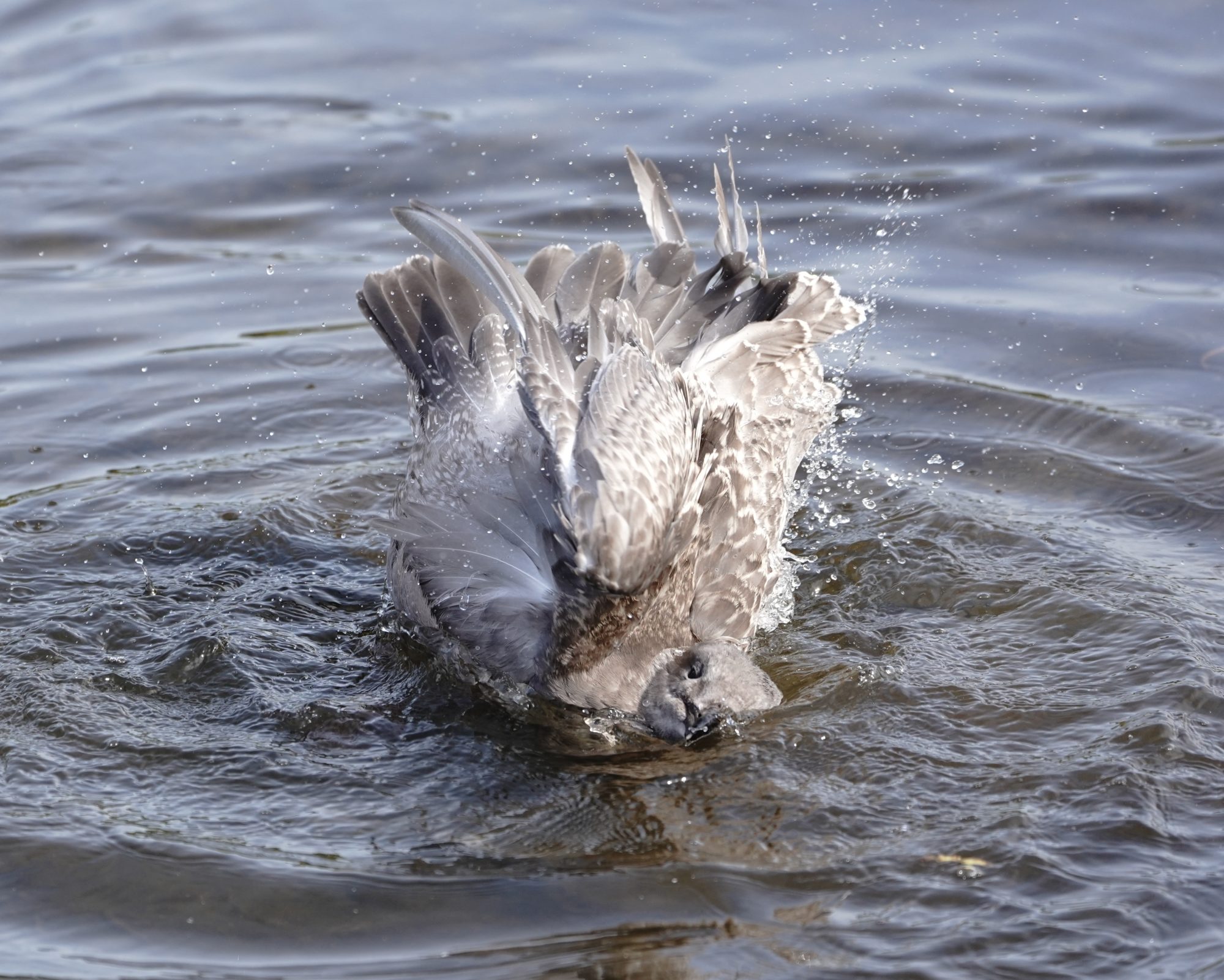 Seagull splashing around