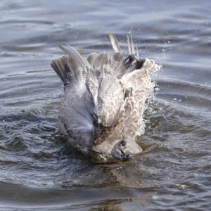 Seagull splashing around