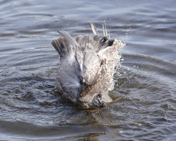 Seagull splashing around