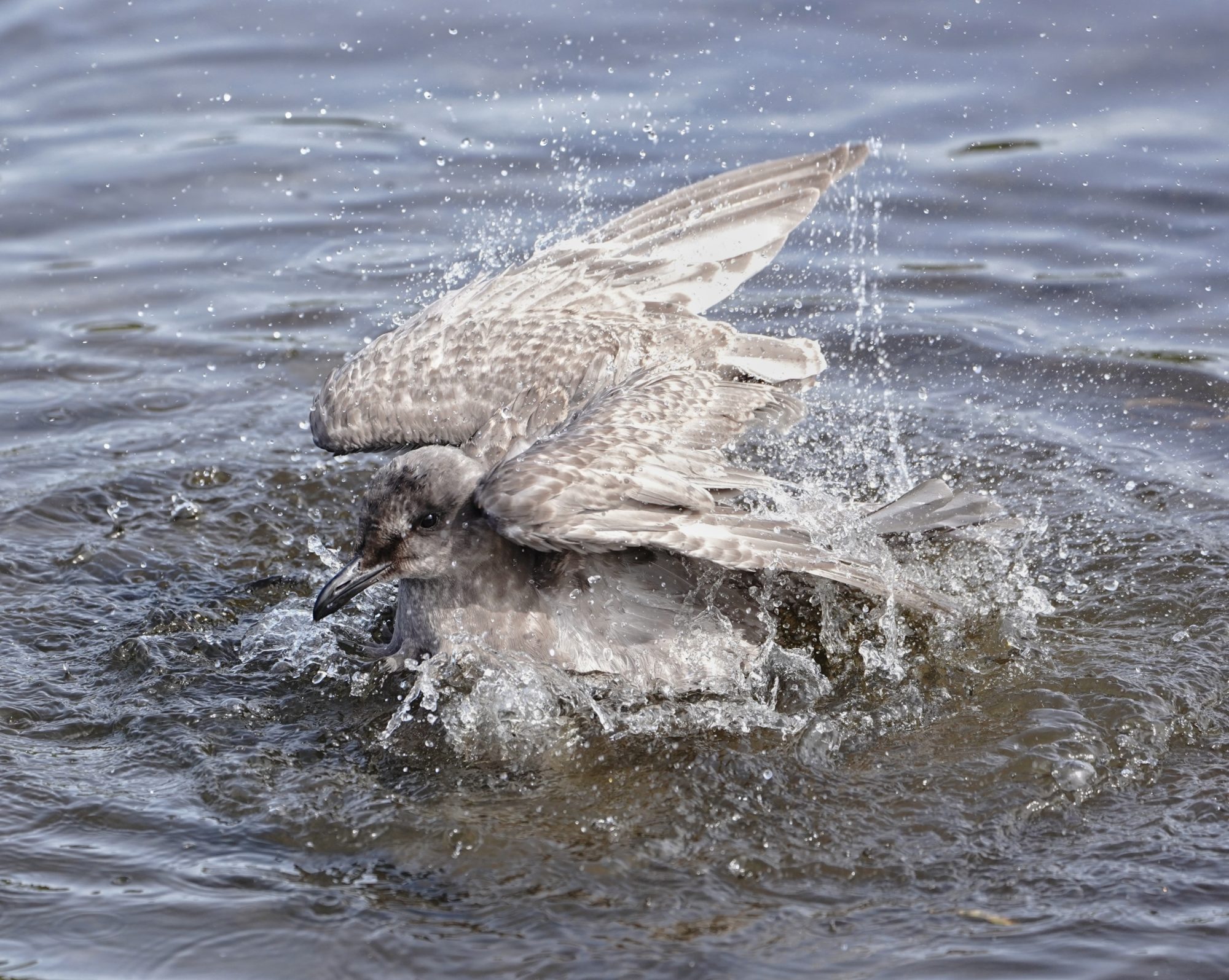 Seagull splashing around