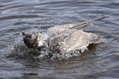 Seagull splashing around