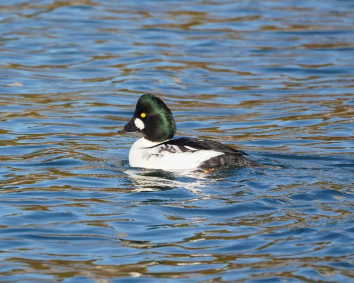 Common Goldeneye