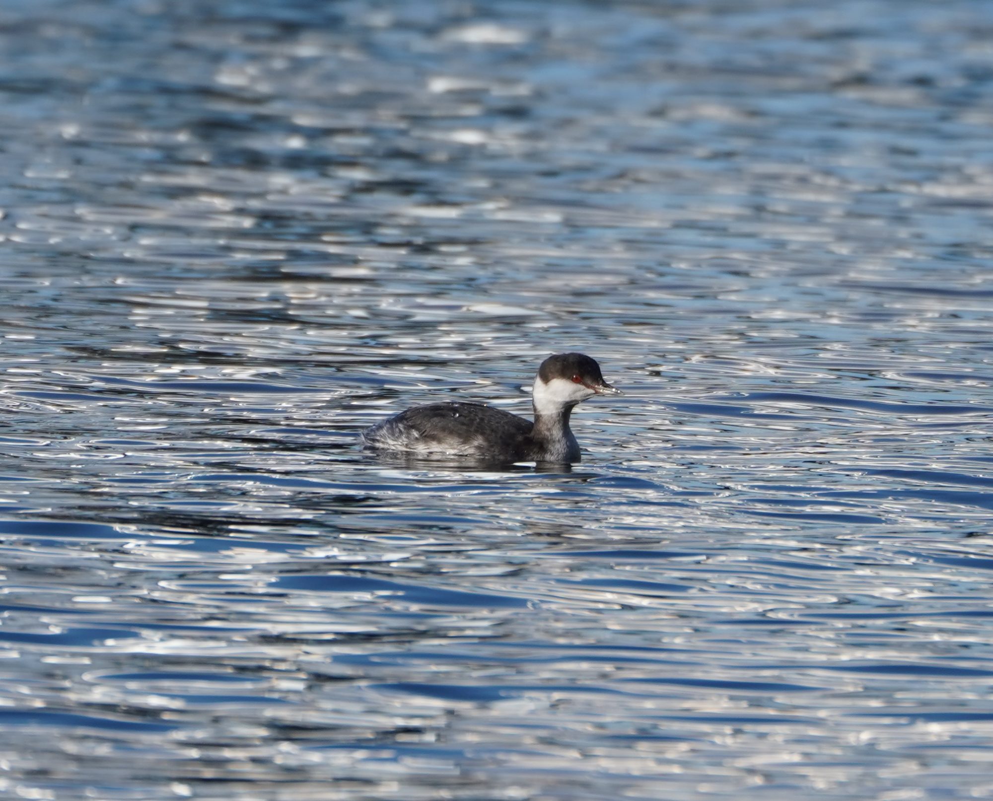 Horned Grebe