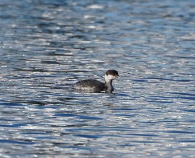 Horned Grebe