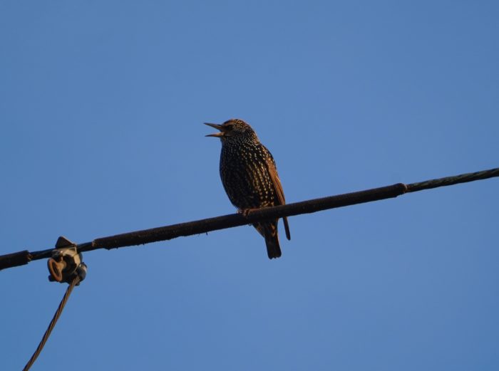 European Starling