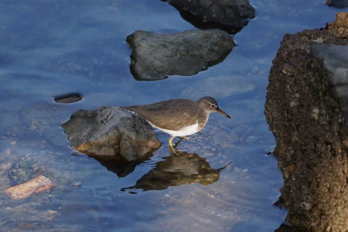 Spotted Sandpiper