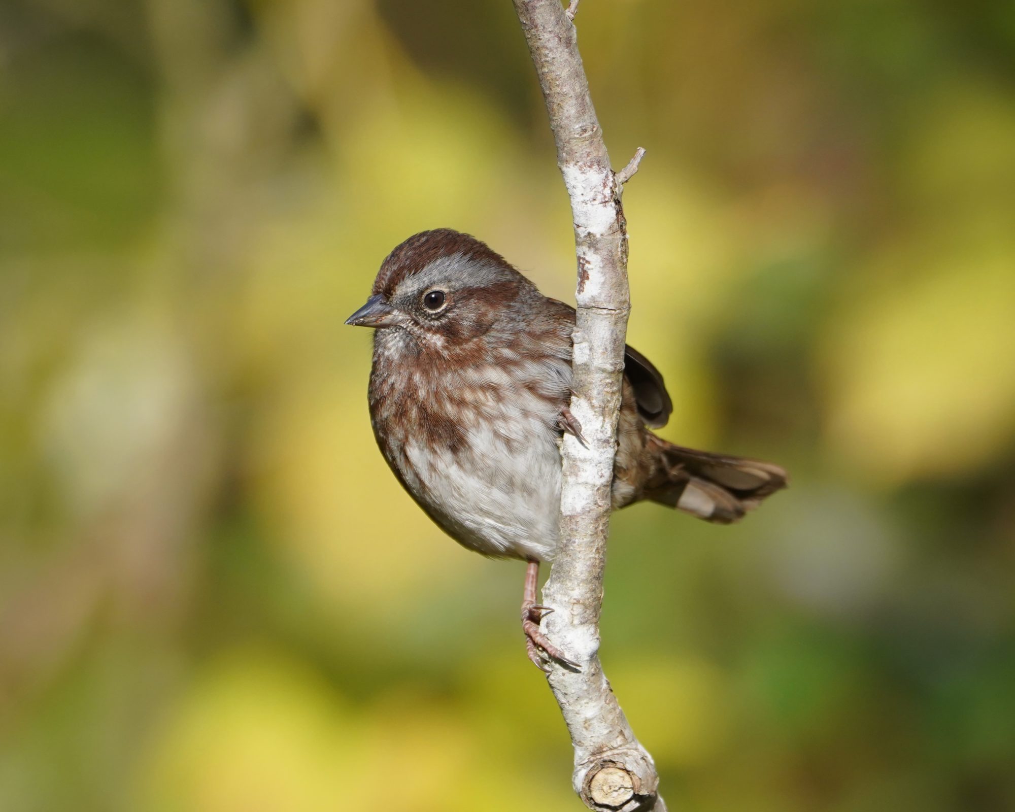 Song Sparrow