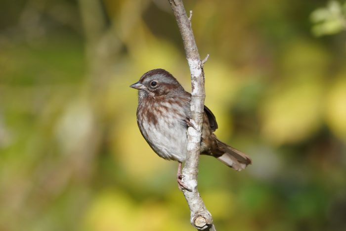 Song Sparrow