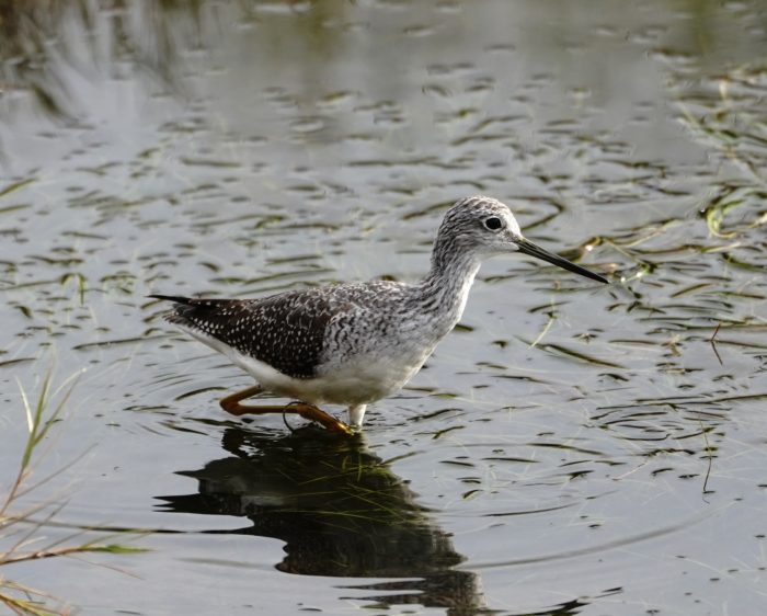 Greater Yellowlegs